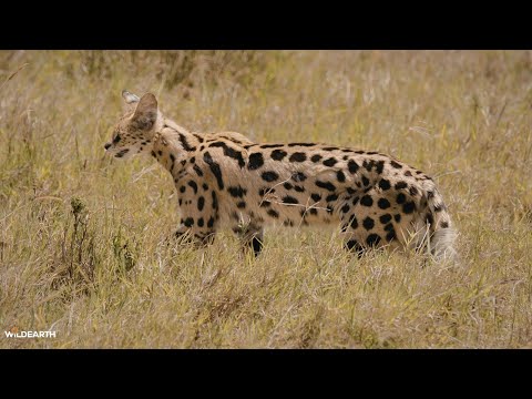 A Serval Sunrise Safari SafariLIVE Sunrise 29 January 2026 