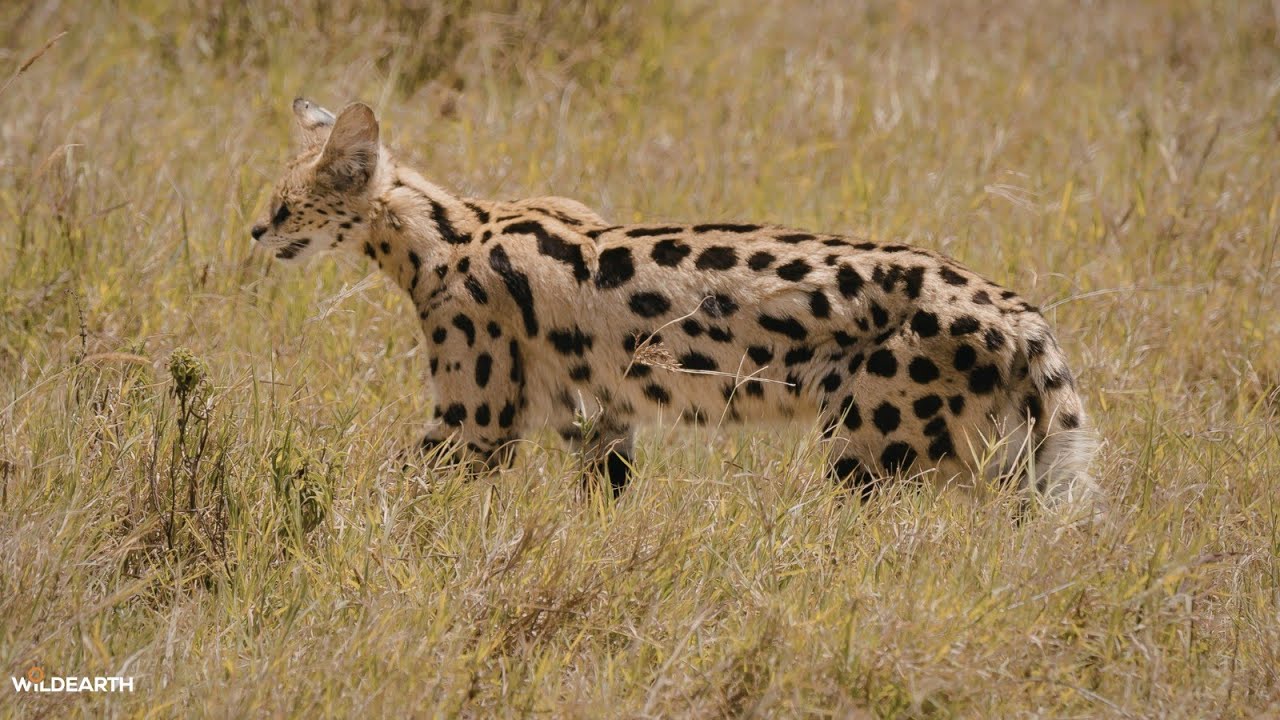 A serval sunrise safari - SafariLIVE Sunrise - 29 January 2026