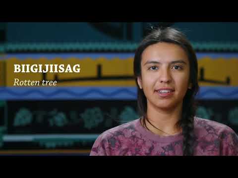 Biigijiisag Decayed Wood Ojibwe Word Of The Day 