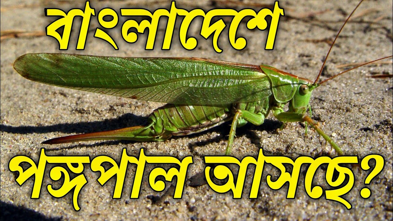 বাংলাদেশে আসছে না পঙ্গপাল।। Pongopal Locuts Truss News YouTube