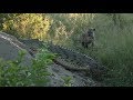 WE SafariLive-  Hyenas and the huge croc!