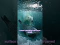 The Polar Bear's Secret Survival Strategy | Arctic Wildlife Documentary