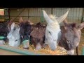 Our rescue donkeys at the centre in nablus west bank
