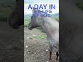 A Day in the Life of Docs Metalic Shine :)#ranchlife #studs #horses