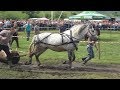 Concurs cu cai de tractiune, proba de simplu - Gilau, Cluj ,16 iunie 2018