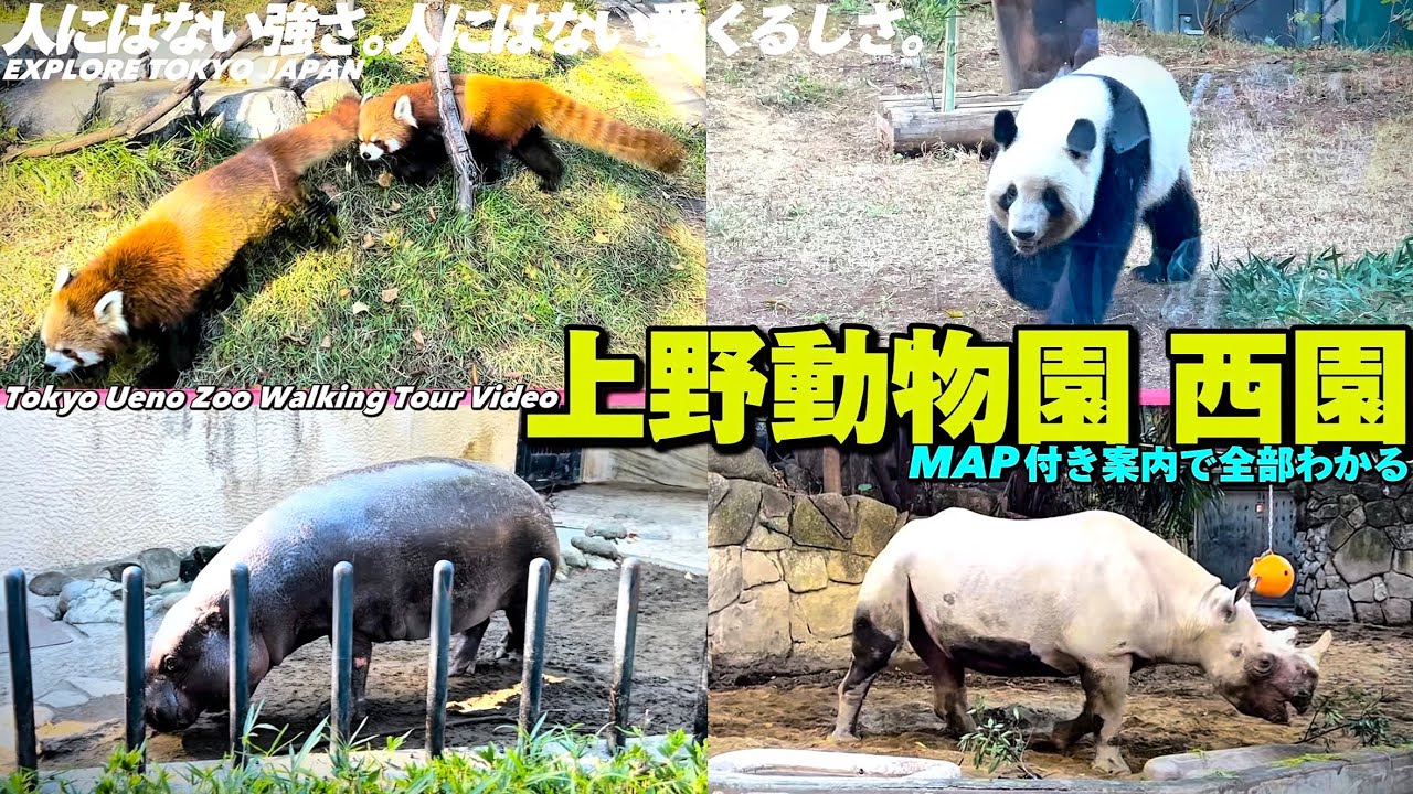 【4K】上野動物園が全部わかる‼︎【②西園編】MAP付きでぐるっと詳細ガイド【パンダサイキリン爬虫類をご案内|上野駅東京観光】Guide tour of Ueno Zoo Tokyo