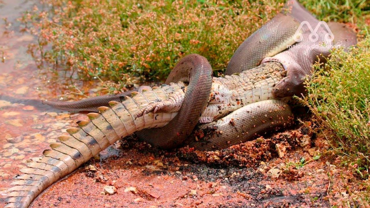 QUANDO A COBRA ENTRA NO RIO DO CROCODILO