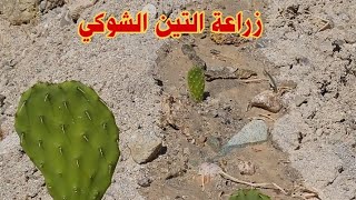 زراعة التين الشوكي (الصبار) طريقة سهلة جداً