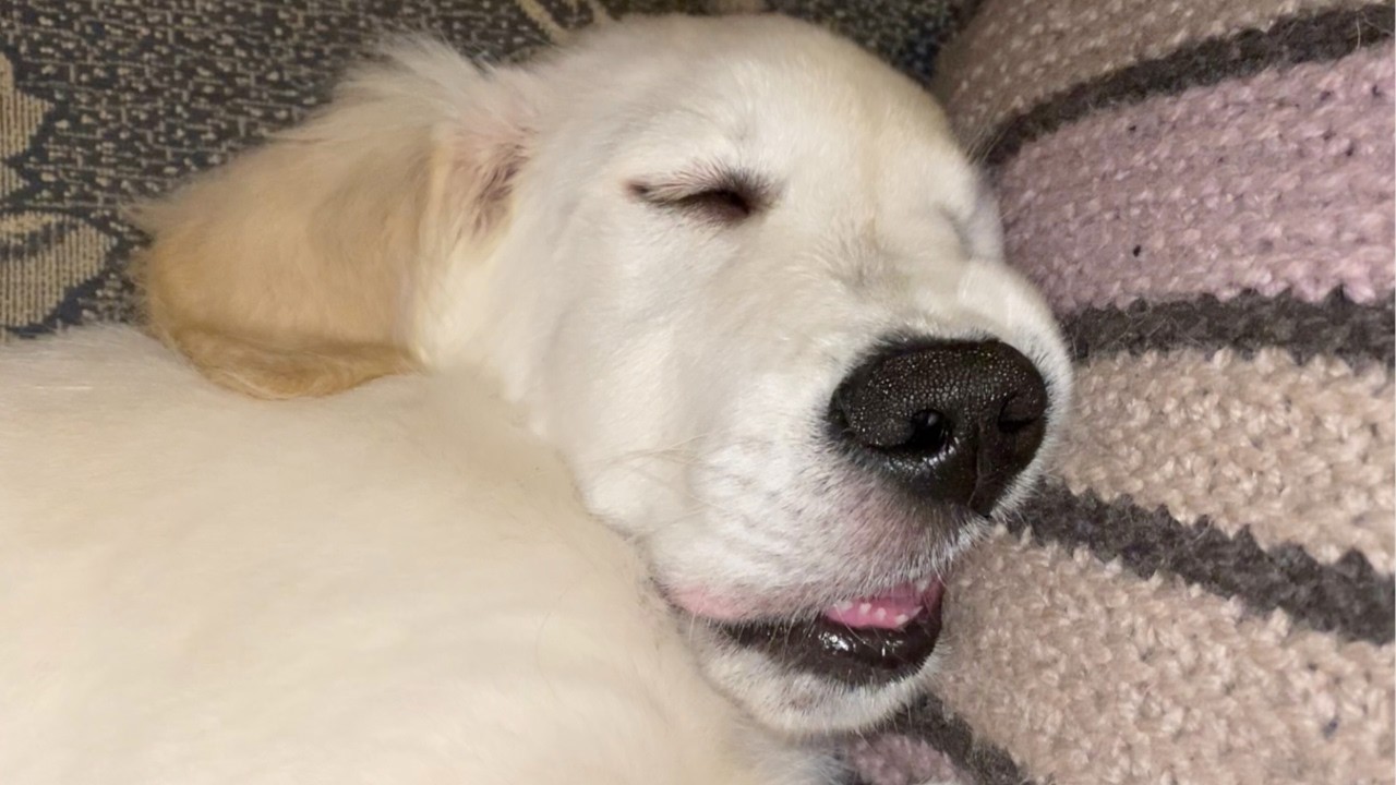 Golden Retriever Puppy Sleeping Compilation - Cute and Funny