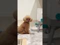 素直にきてくれたと思ったら、、、😆#dog