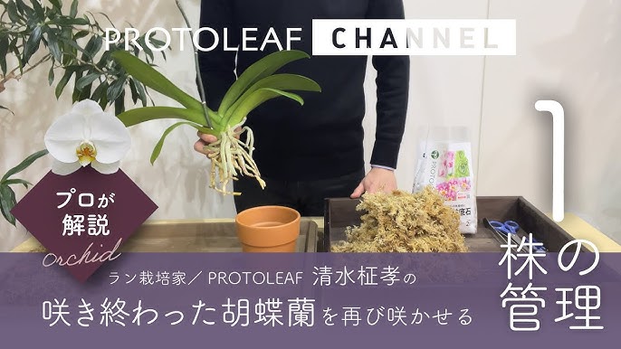 プロが解説 咲き終わった胡蝶蘭を再び咲かせる方法 その１ 管理 Youtube