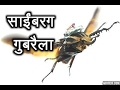 साईंबरग गुबरैला | How science Master The Cyborg Beetle By Tot