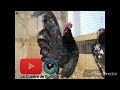 Gallitos Aztecas Llego el gallito Silver Quail de los gallitos Farm a La Cuadra de Iturbide