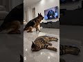 Shepherd Smashes TV After On-Screen Bark — Cat Unbothered #dogs #cats #funny