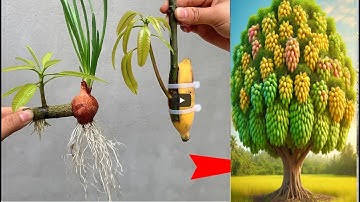 SUMMARY OF SUPER QUICK TECHNIQUES for simply propagating mango trees using onions and green bananas