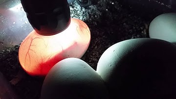 CANDLING BALL PYTHON EGGS, DAY 49. PHILA TV