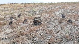 wild attack on domestic partridge. шикори кабг охота на Кеклик охота на куропатка hunting for chukar