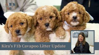 Kira's F1b Cavapoo Litter Update