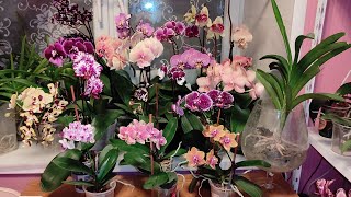 Орхидеи❤ Каскады орхидей, они прекрасны 😍😍😍