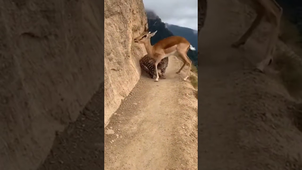 Leaping Leopard vs. Brave Antelope Mother! 