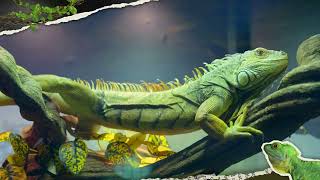 Discover the Magic of Ripley’s Aquarium Dragons Exhibit | Mythical Beasts Come to Life in 4K