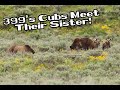 399's Cubs Meet Their Sister! Eight Grizzly Bears Grazing Together in Grand Teton National Park!