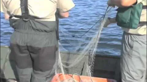 Minnesota DNR Fisheries Management -- Population Assessment