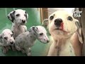 Fight Between 6 Dalmatian Siblings Means A Legit War | Kritter Klub