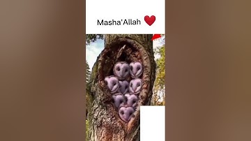تلاوة خاشعة ومؤثرة جدا #القران_الكريم #lion  #فيسبوك #تلاوة_خاشعة #الجزائر #religion #سورة_الكهف