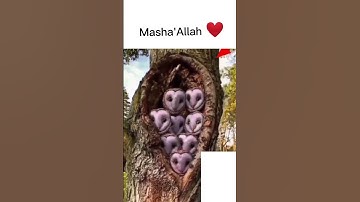 تلاوة خاشعة ومؤثرة جدا #القران_الكريم #lion  #فيسبوك #تلاوة_خاشعة #الجزائر #religion #سورة_الكهف
