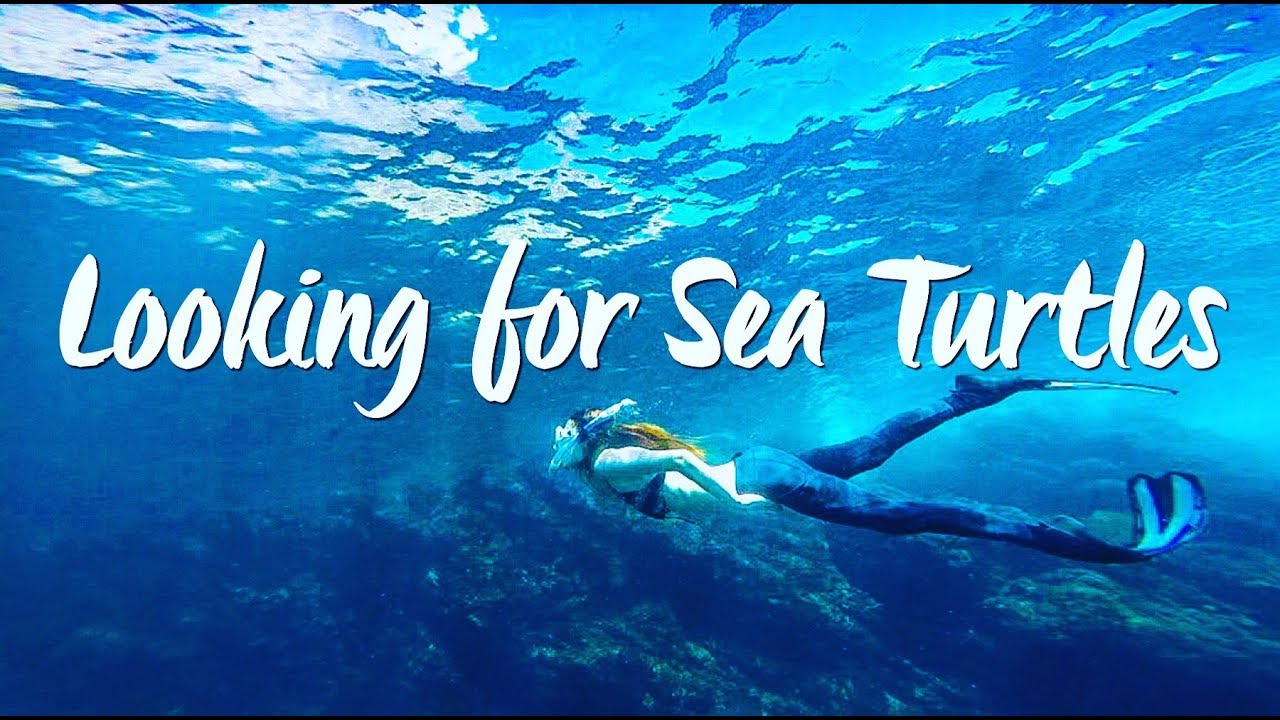 SNORKELING at a TROPICAL ISLAND in TOKYO | 八丈島のおすすめスポット