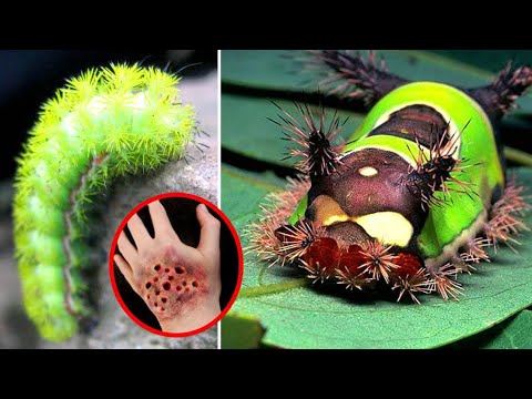 Vídeo: As lagartas vermelhas e pretas são venenosas?