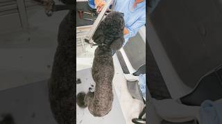 Pequeño GIGANTE 🐶😱 #viralvideo #puppy #mobilegrooming #pets #doggroomer #fyp #shorts