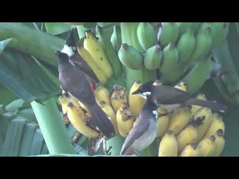 Video Thử Để Buồng Chuối Chín/Để Đàn Chim Chào Mào Khá Đẹp... - youtube