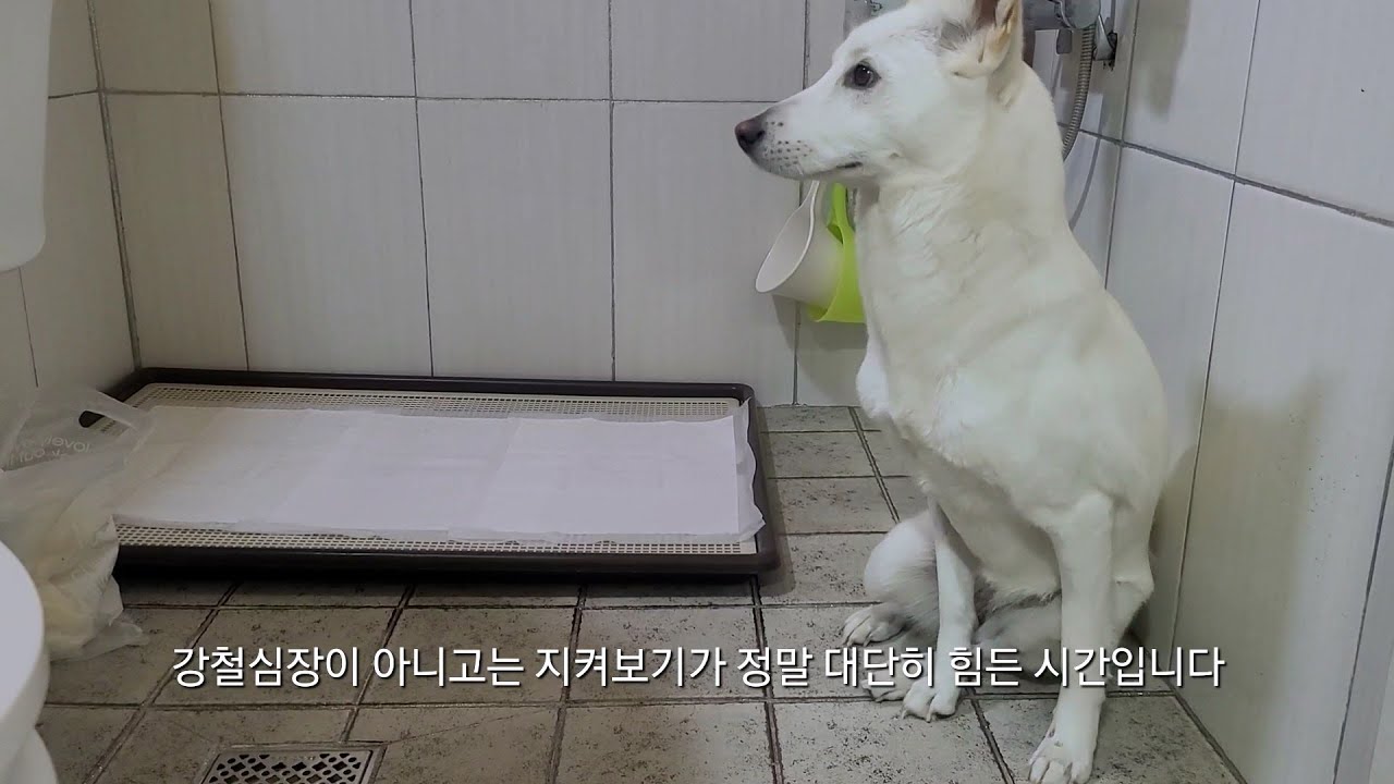 진돗개, 실외배변에서 실내배변 성공기