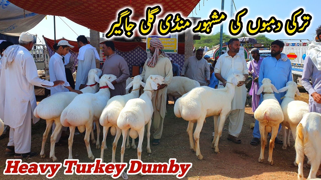 Heavy Turkey Dumbay | Gali Jageer Mandi Fatehjang Update June 2023 ...