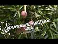 Manejo de nitrógeno en cultivo de mango: Agricultura Tropical - TvAgro por Juan Gonzalo Angel