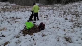 Flat-Coated Retriever Beginner Hunt Practice by RadfordRetrievers 288 views 3 years ago 5 minutes, 19 seconds