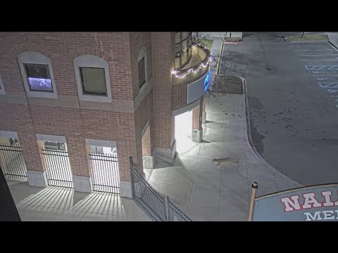 Mountain lion near Lewis-Clark State College euthanized for public safety