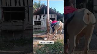Melatih Tunggang Boing #kebumen #sapipo #appsi #peternaksapiindonesia #sapijumbo #sapi