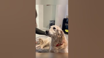 Their dog wanted to say goodbye before he passed away ❤️