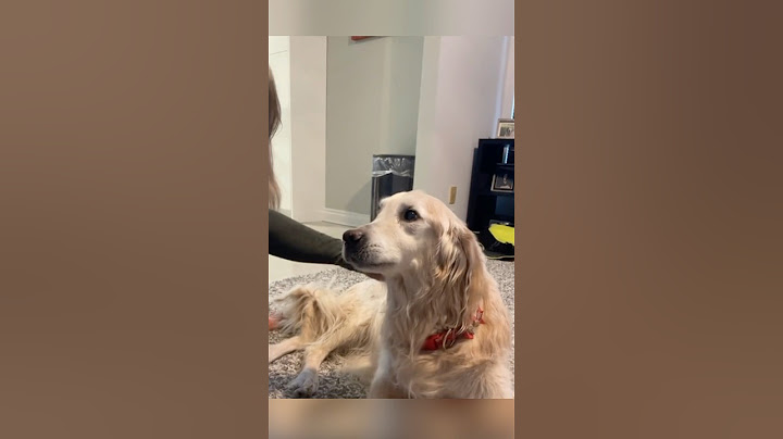 Their dog wanted to say goodbye before he passed away ❤️
