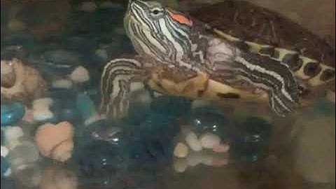 POV: Turtles 🐢