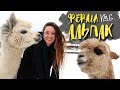 АЛЬПАКИ || Ферма Русские альпаки в Подмосковье! САМЫЕ НЯШНЫЕ СУЩЕСТВА