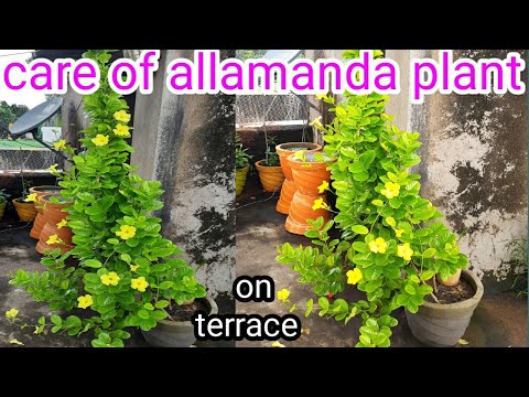 Video: Gelenium (51 Foto's): Plant En Versorg Blomme In Die Oop Veld, Kruieplante Gelenium Hupa En Hibriede Variëteite, Beskrywing Van Geel Spesies En Variëteite 