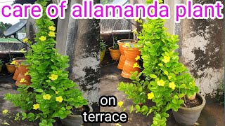 how to grow and care of allamanda vine plant / care of golden trumpet vine