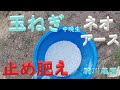 玉ねぎ中晩生止め肥え　玉ねぎのネオアースに止め肥え　目指せ100品目　邑南町　駒川農園　21.3.1