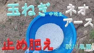 玉ねぎ中晩生止め肥え　玉ねぎのネオアースに止め肥え　目指せ100品目　邑南町　駒川農園　21.3.1