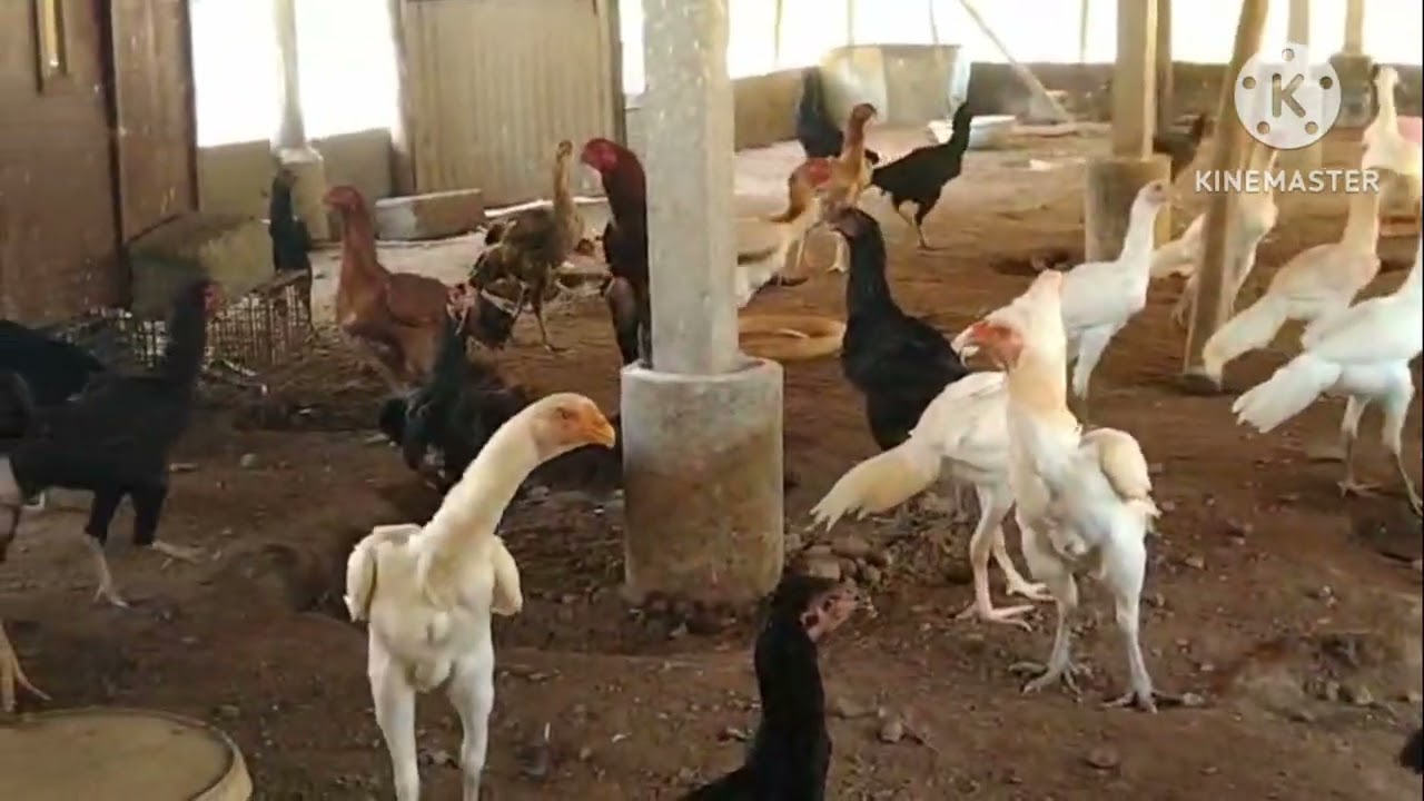 SRS farm ஒரு மாத குஞ்சுகள் விற்பனைக்கு கிடைக்கும் 6380690653