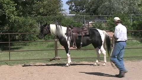 Gaited homozygous Missouri Foxtrotter round pen video trail horse fox trotter mare